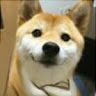 苏东皮
